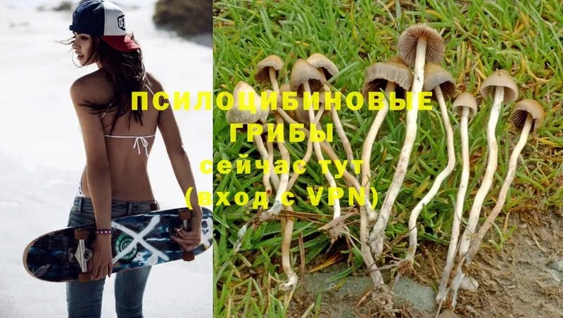 KRAKEN зеркало  Искитим  Галлюциногенные грибы Psilocybine cubensis  наркошоп 